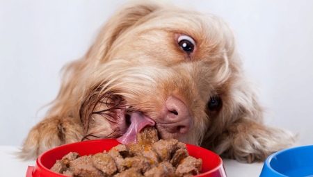 Aliments per a gossos humits premium