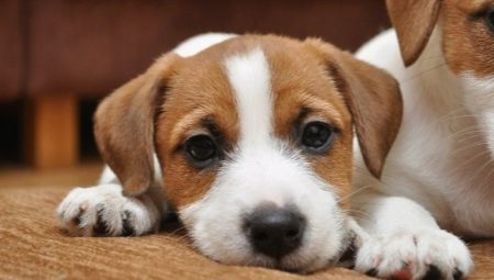 Jack Russell Terrier การศึกษาและการฝึกอบรม