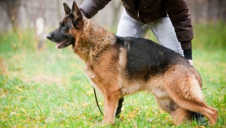 Education and training of German shepherd