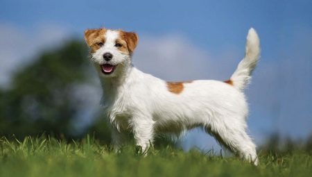 كل ما تحتاج لمعرفته حول Jack Russell Terrier ذي الشعر الثابت