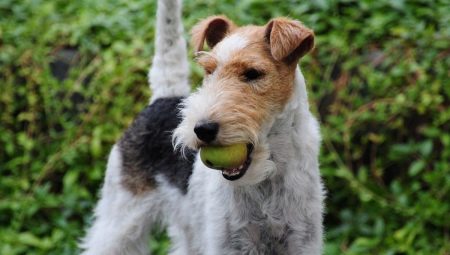 Alt du trenger å vite om wire Fox Terriers