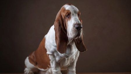 Everything about basset hounds
