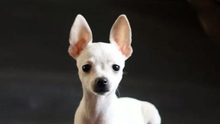 All about white toy terriers