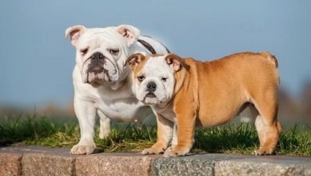All about bulldogs