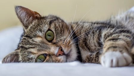 Minden a macskákról: leírás, típusok és tartalom