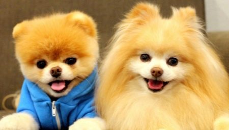 All about little fluffy dogs