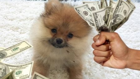 All about dog taxes