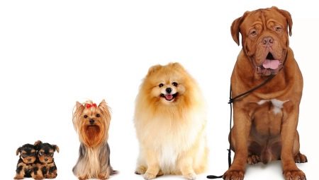 Kaikki koiran koot: tyypit ja mittaustavat
