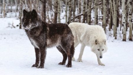 All about wolfflies