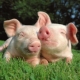 Capricorne mâle né l'année du cochon: caractéristiques de la personnalité et compatibilité amoureuse