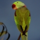 Alexandria papegøje: beskrivelse, vedligeholdelse og avl