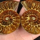 Ammonitt: hvordan ser det ut og hvilke egenskaper har det?