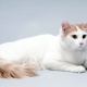 Anatóliai macskák: fajta leírás, tartalmi jellemzők