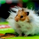 Angora hamster: สายพันธุ์คุณสมบัติการบำรุงรักษาและการดูแลรักษา