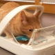 Automatiske matere for katter: typer, utvalgsregler og produksjon