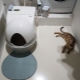 Automatiniai kačių tualetai: modelių savybės, pasirinkimas ir įvertinimas