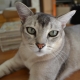 Ázsiai macska: a fajta leírása és jellege, tartalma