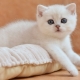 القطط البريطانية البيضاء: وصف سلالة والمحتوى