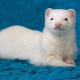 White ferrets: description and tips for care