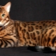 Bengal cat: breed features and character