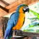 Store papegøjer: Beskrivelse, typer og funktioner af indholdet