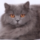 British longhair cat: beskrivelse, boligforhold og fodringsmønstre