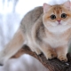 Chinchilla británica: opciones de color para gatos, naturaleza y contenido.
