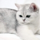 القطط البريطانية الشعر القصير: ميزات تولد ، الاختلافات اللون وقواعد حفظ