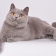 القطط البريطانية أرجواني والقطط: وصف وقائمة الأسماء