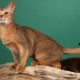 Ceylon kočky: popis plemene a charakteristiky obsahu