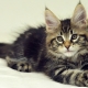 What and how to properly feed a Maine Coon kitten?