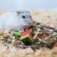 Como alimentar o hamster Jungar?