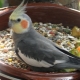What to feed the cockatiel?