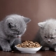 Wat om Britse kittens te voeden?