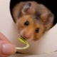 Suriye hamsterını ne besleyeceksin?