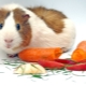 What can feed a guinea pig?