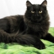 Musta Siperian kissa: rodun kuvaus ja värin ominaisuudet