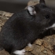 Musta hamsterit: rodut ja niiden ominaisuudet