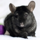 Black chinchillas: what are the breeds and what are their features?