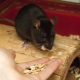 ماذا الفئران المحلية تأكل؟