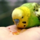 What do parrots eat?