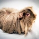 Longhair gine domuzu: özellikleri, ırkları ve bakım önerileri