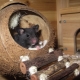 Hjem for rotten: Hvordan vælger og gør det selv?