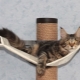 Home and other equipment for Maine Coon