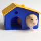 Hamster hytter: funktioner, sorter, udvælgelse og installation