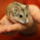 Dzungarų žiurkėnas: aprašymas, maitinimo ir priežiūros patarimai