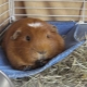 Hammock for guinea pigs: how to choose and do it yourself?