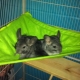 Hammock for chinchilla: how to choose and do it yourself?