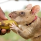 Gambisk rotte: beskrivelse og indhold derhjemme