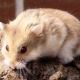 Campbell hamster: cins özellikleri, bakımı ve bakımı